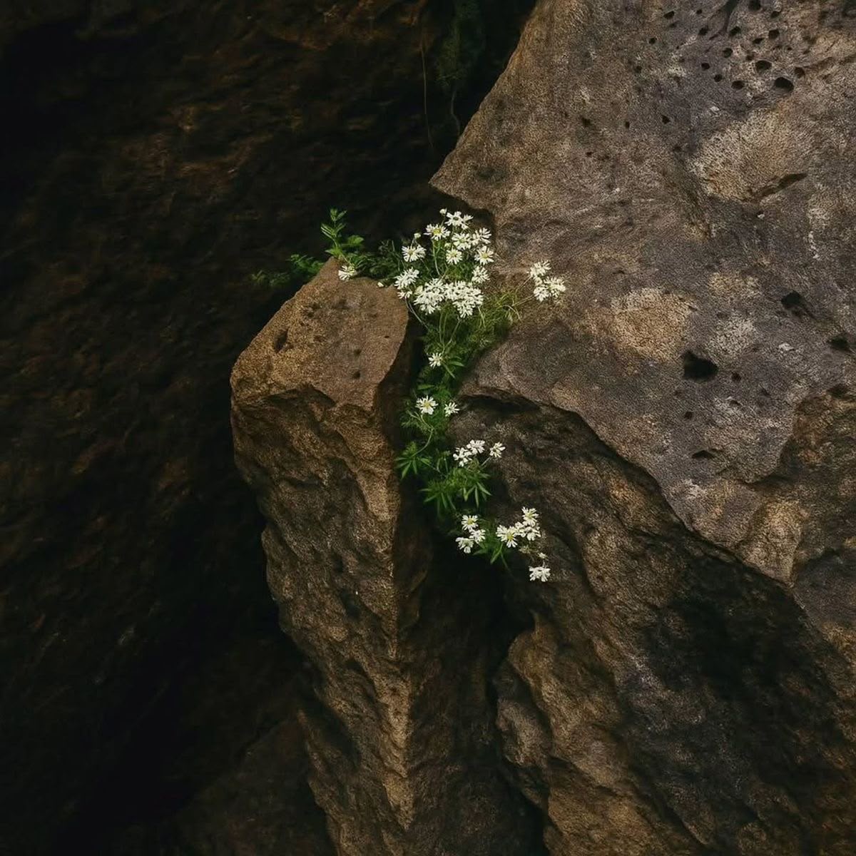 Individual Therapy & Consultation - Our Roots